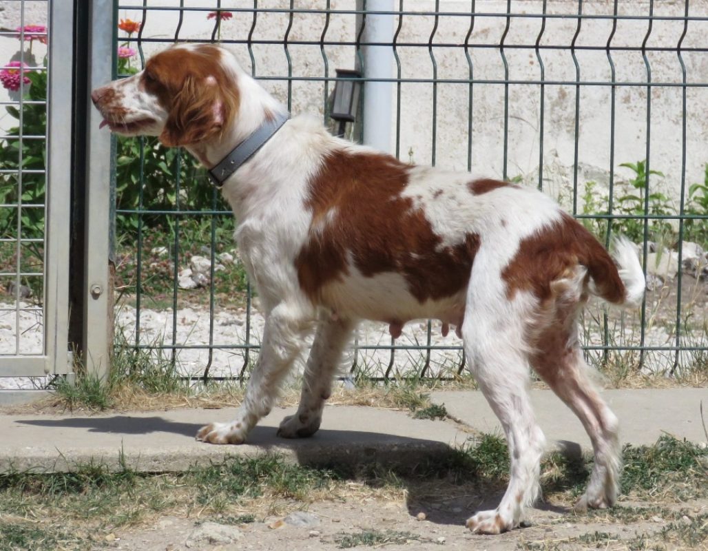 Peanuts - Chien Epagneul Breton à adopter - photo 3