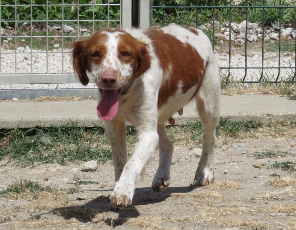 Peanuts - Chien Epagneul Breton à adopter - photo 4