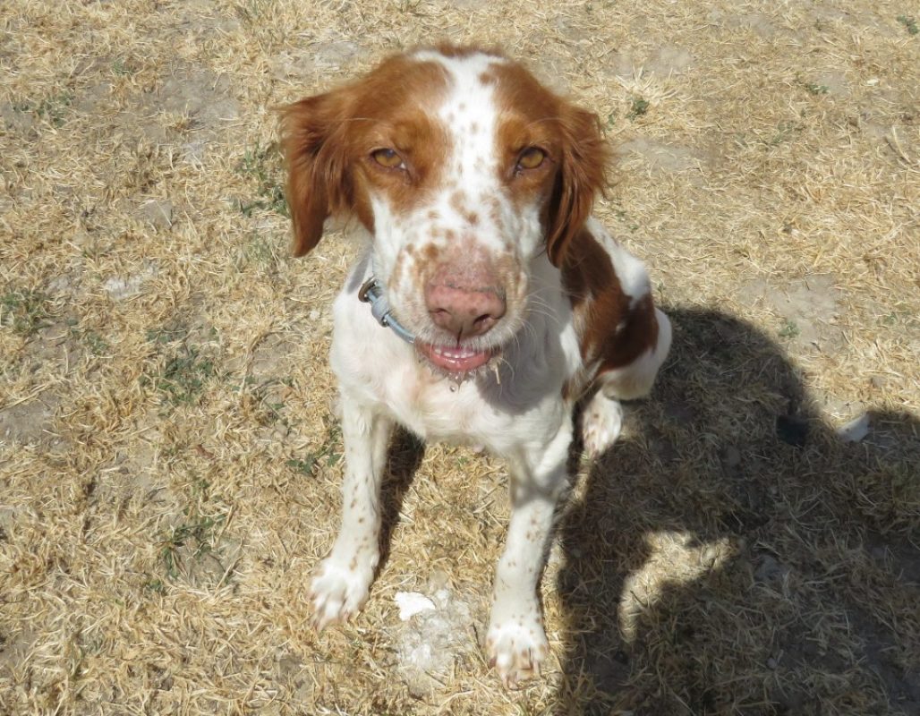 Peanuts - Chien Epagneul Breton à adopter - photo 5