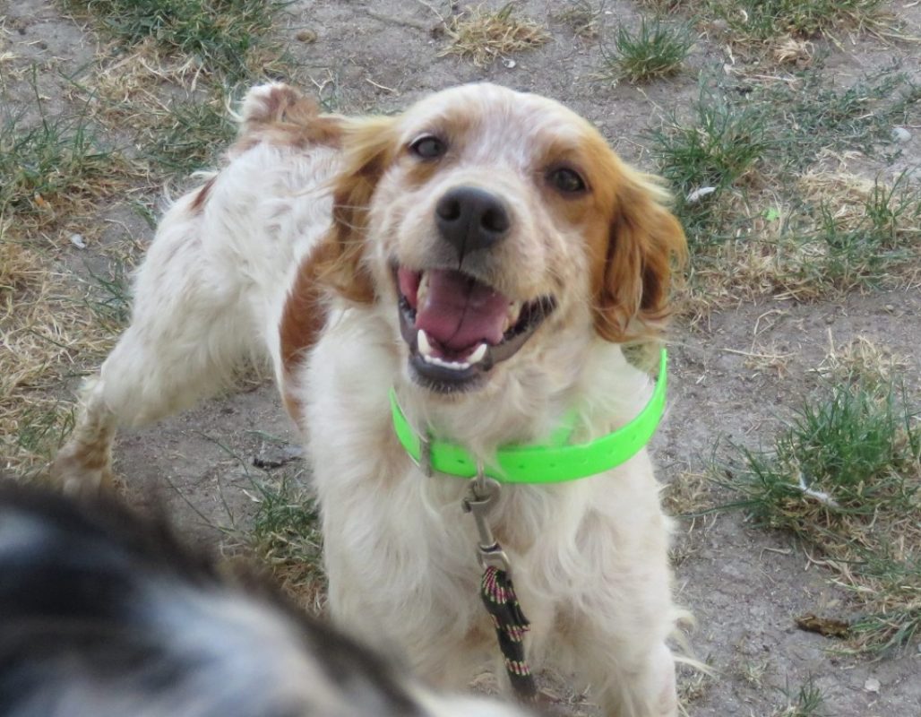 Reef - Chien Epagneul Breton à adopter