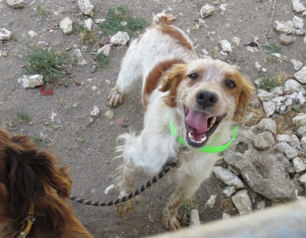 Reef - Chien Epagneul Breton à adopter - photo 2