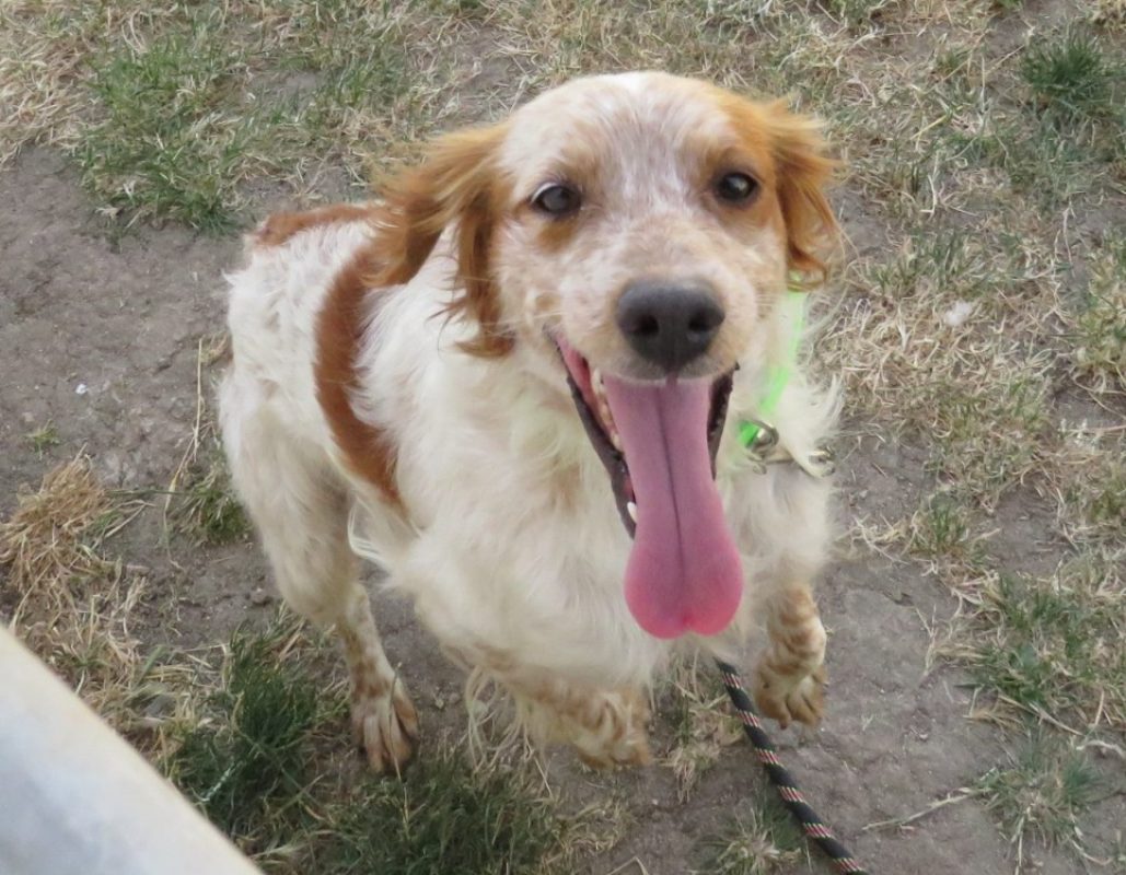 Reef - Chien Epagneul Breton à adopter - photo 3