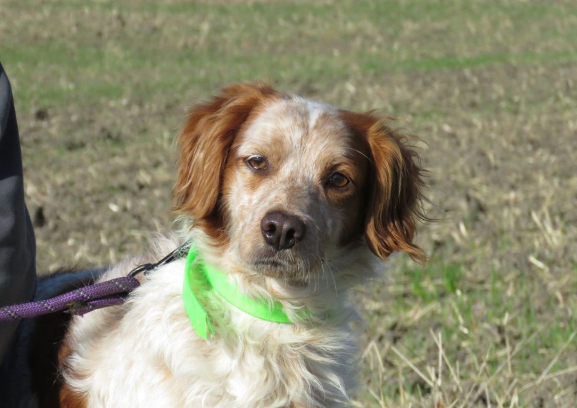 Reef - Chien Epagneul Breton à adopter