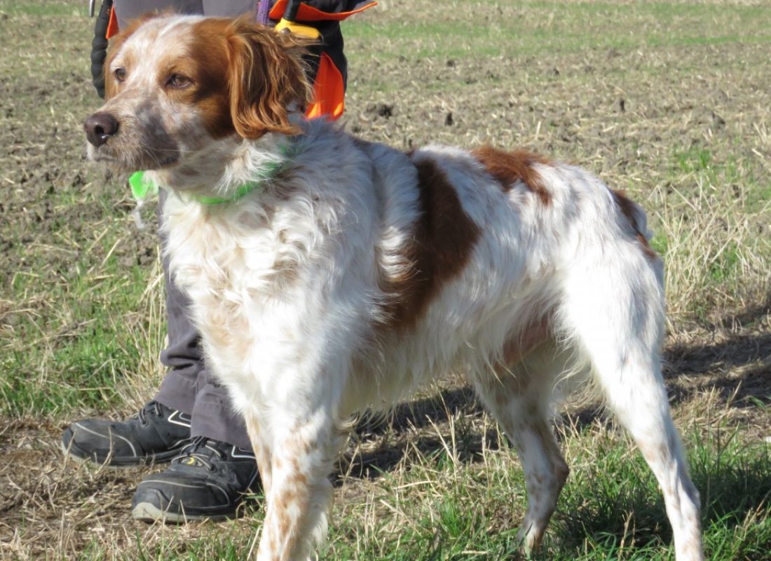 Reef - Chien Epagneul Breton à adopter - photo 2