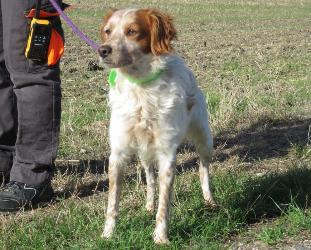 Reef - Chien Epagneul Breton à adopter - photo 3
