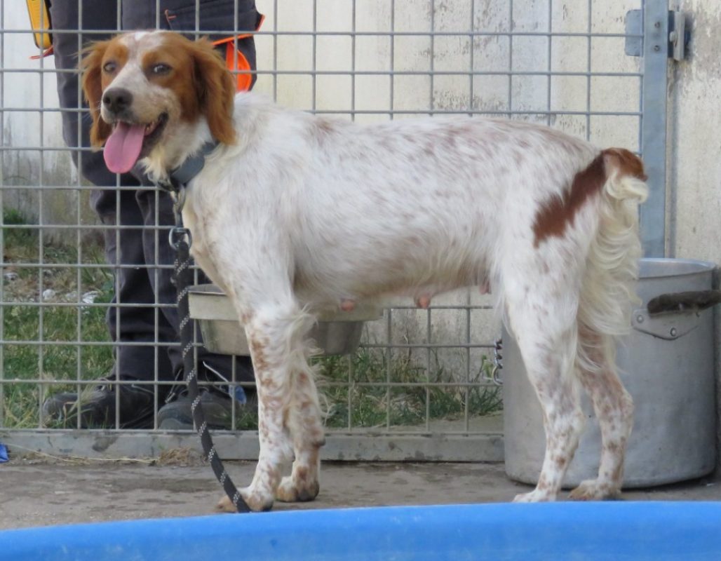 Niha - Chien Epagneul Breton à adopter