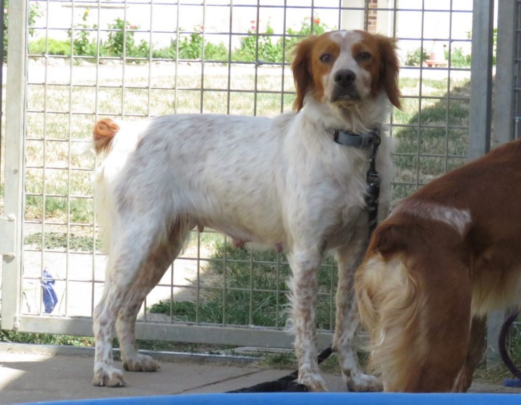 Niha - Chien Epagneul Breton à adopter - photo 2