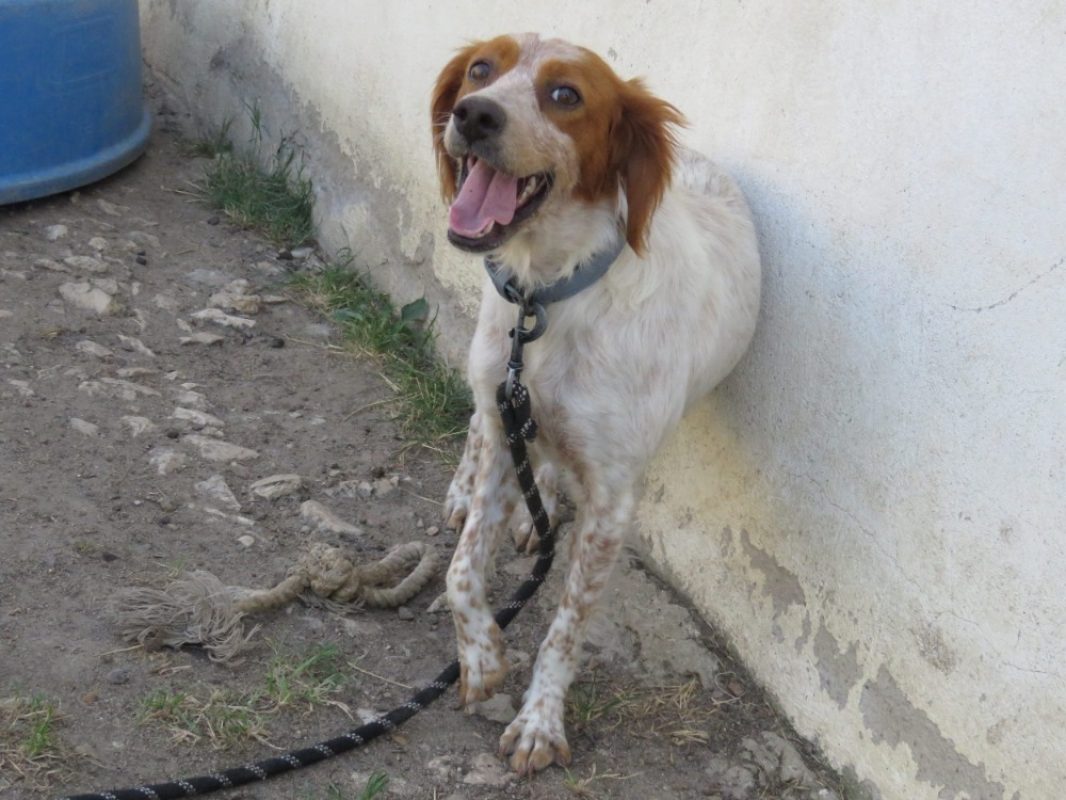 Niha - Chien Epagneul Breton à adopter - photo 3