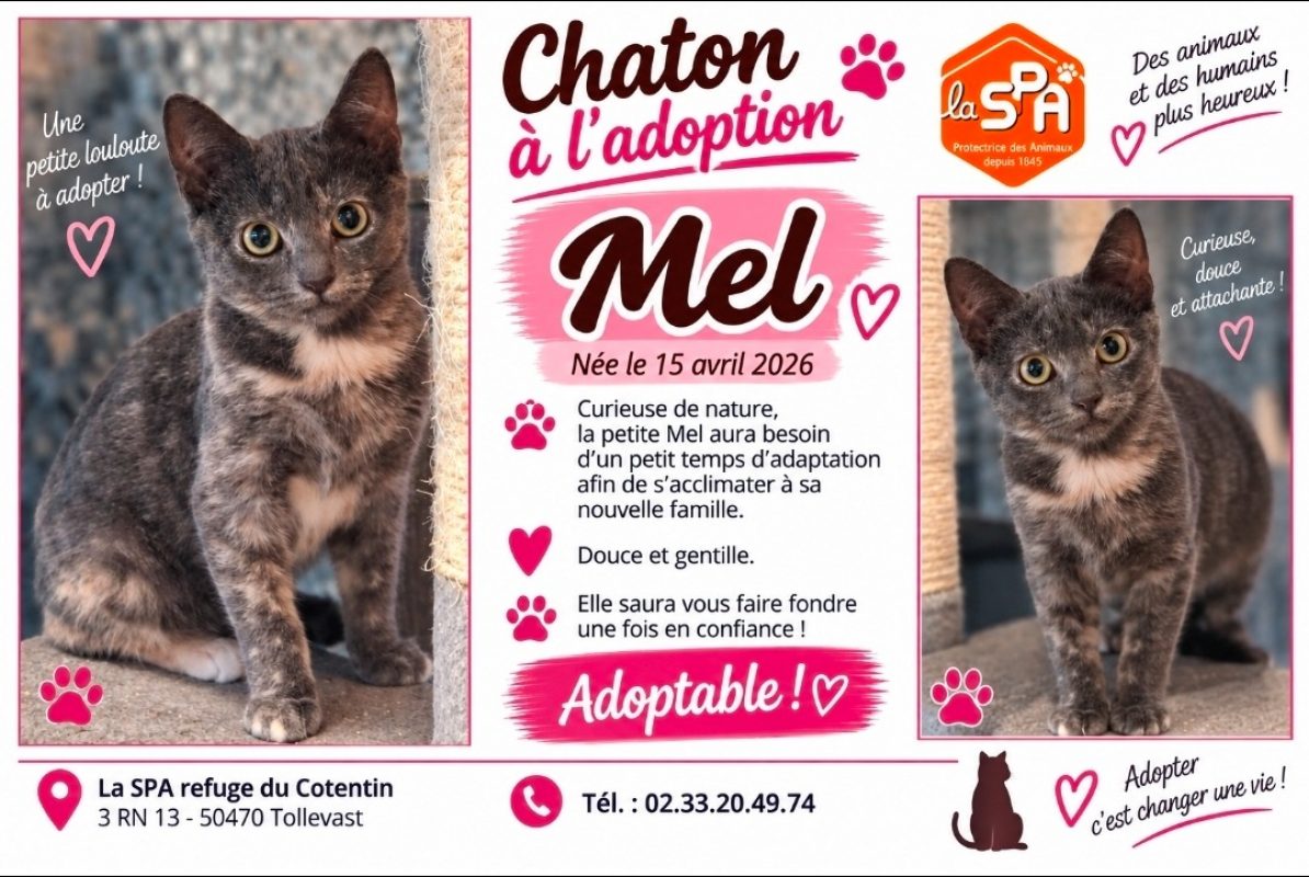 Mel - Chat Européen à adopter