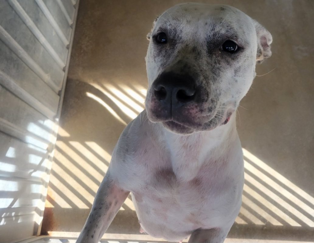 Loulette - Chien Bouledogue Américain à adopter