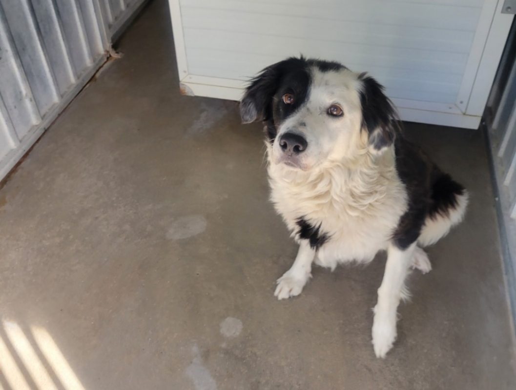 Mounette - Chien Border Collie à adopter