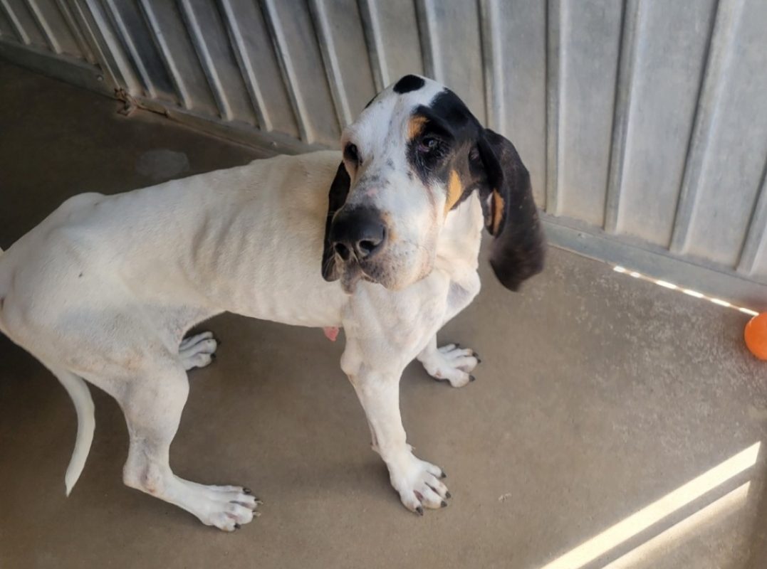 Bibouillette - Chien Ariégeois à adopter