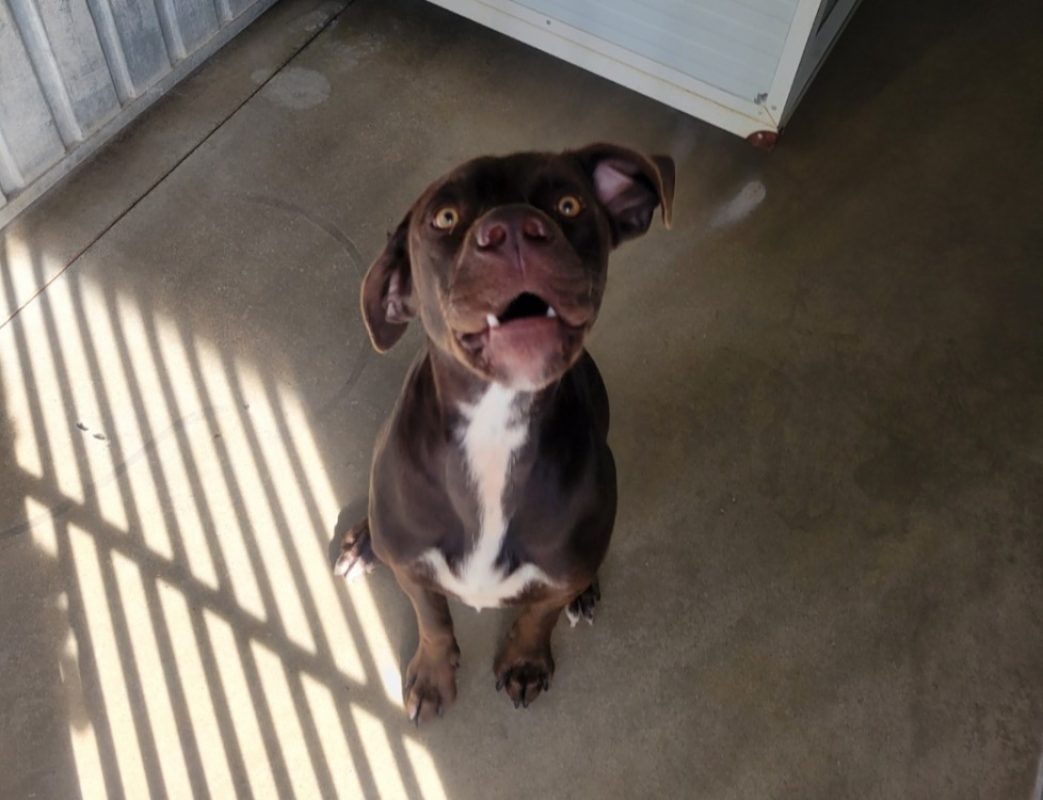 Lolu - Chien Braque allemand à poil court à adopter