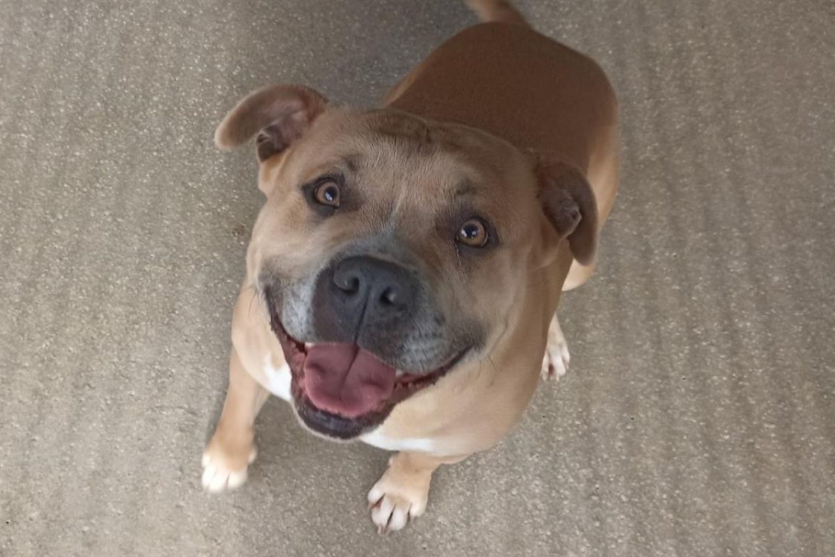 Tyson - Chien à adopter