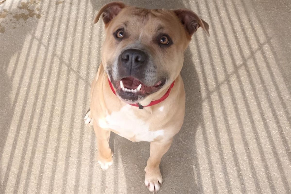 Tyson - Chien à adopter - photo 2