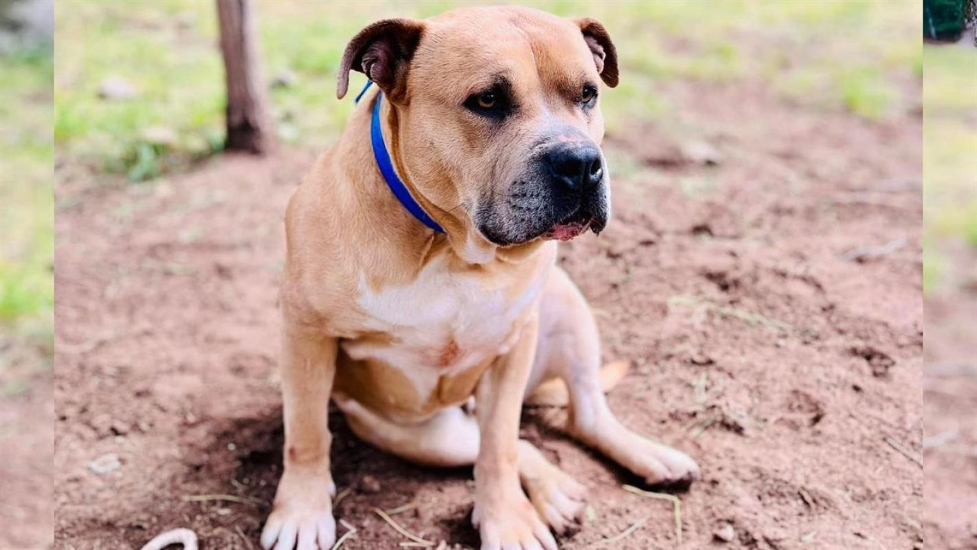 Tyson - Chien à adopter - photo 3