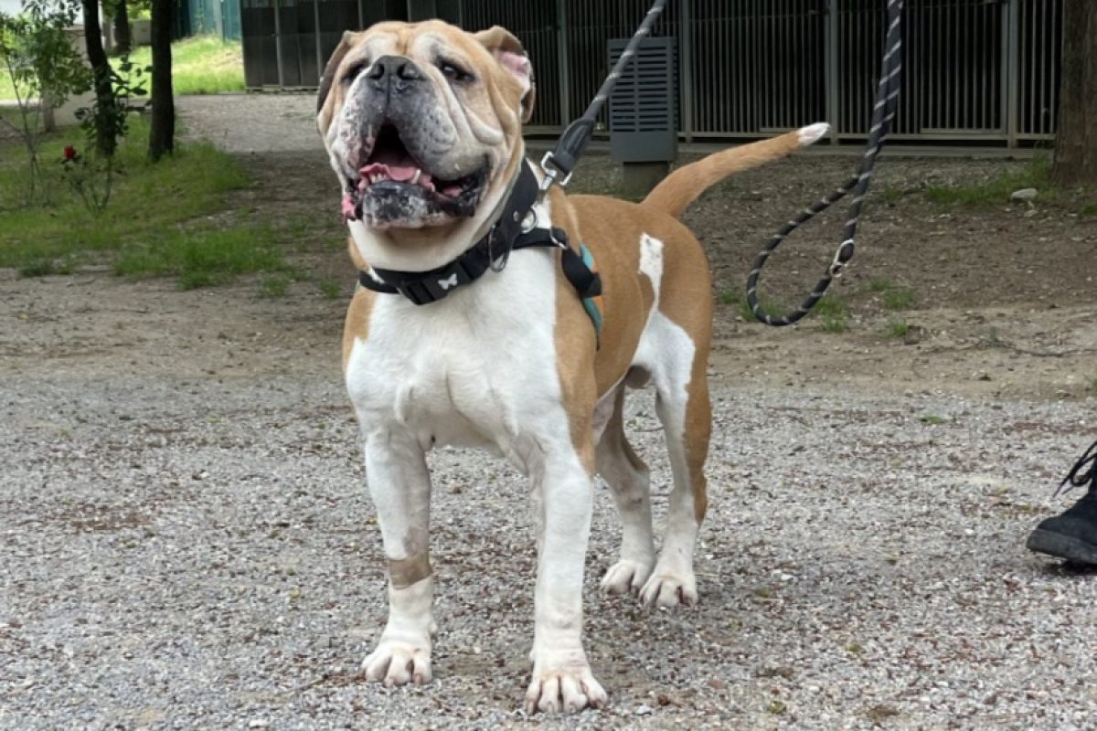 Nestor - Chien à adopter