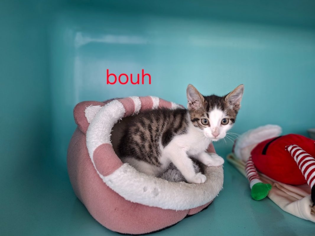 Bouh - Chat Européen à adopter
