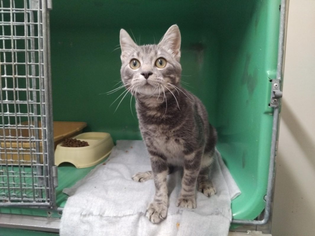 Chacripan - Chat Européen à adopter