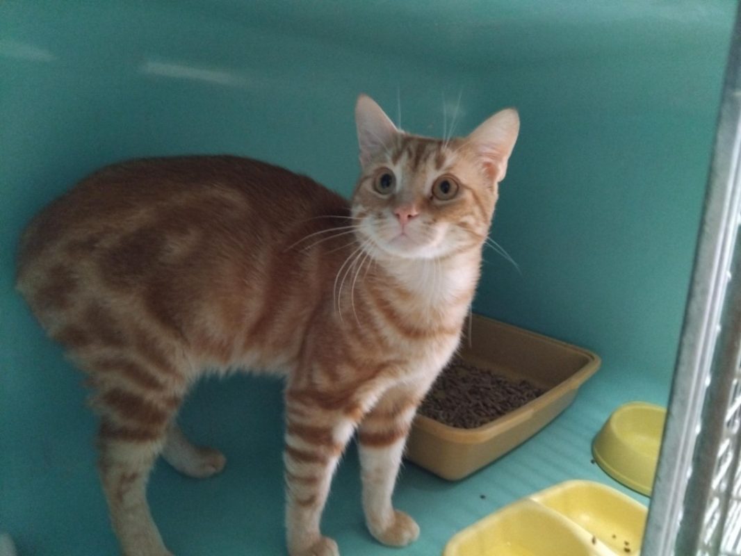 Pyroli - Chat Européen à adopter