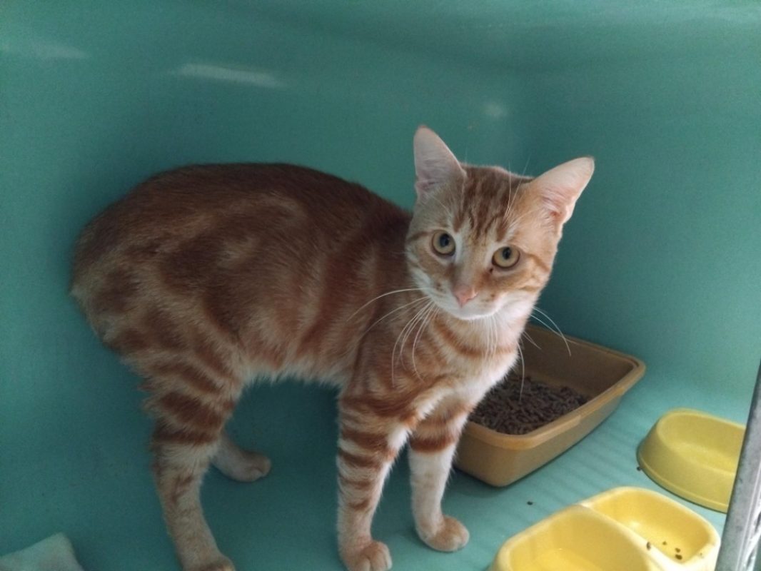 Pyroli - Chat Européen à adopter - photo 2