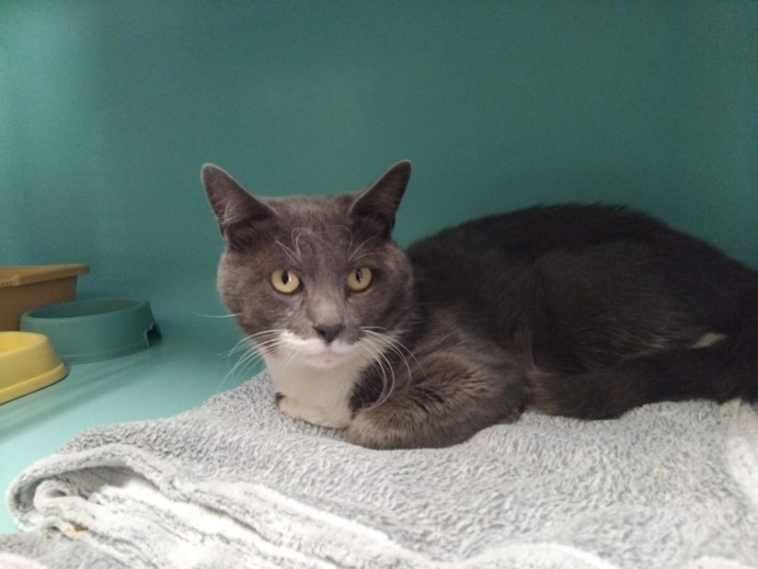 Flamiaou - Chat Européen à adopter