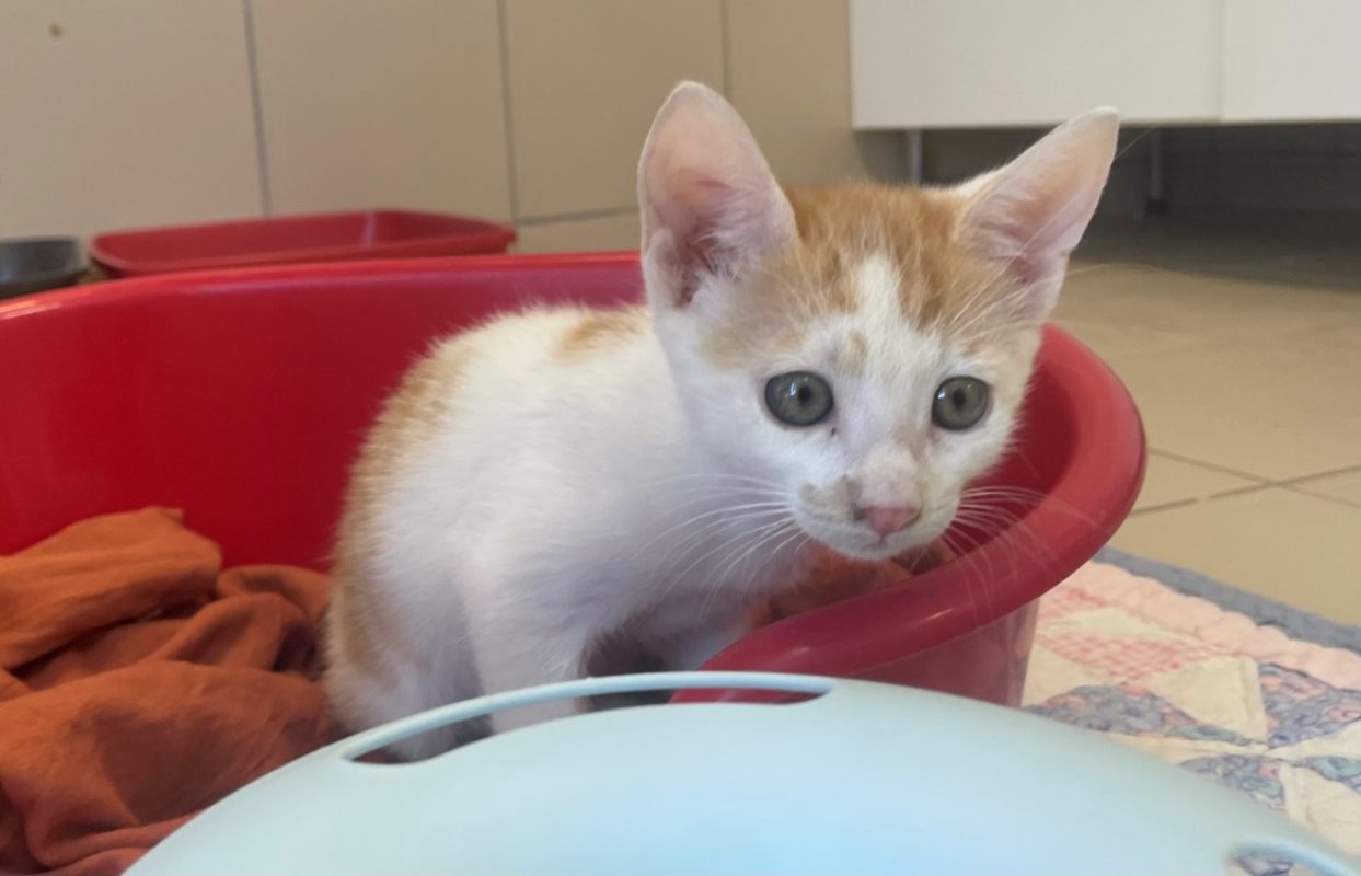 One - Chat Européen à adopter