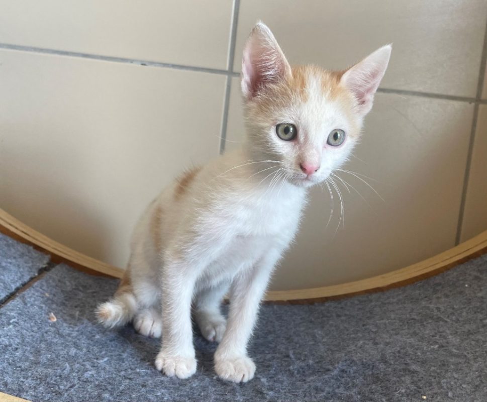 Smile - Chat Européen à adopter