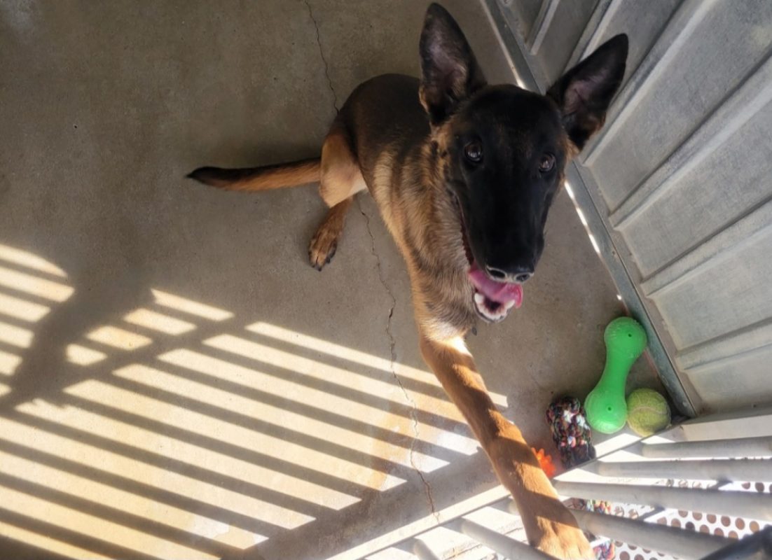 Mania - Chien Berger Belge Malinois à adopter