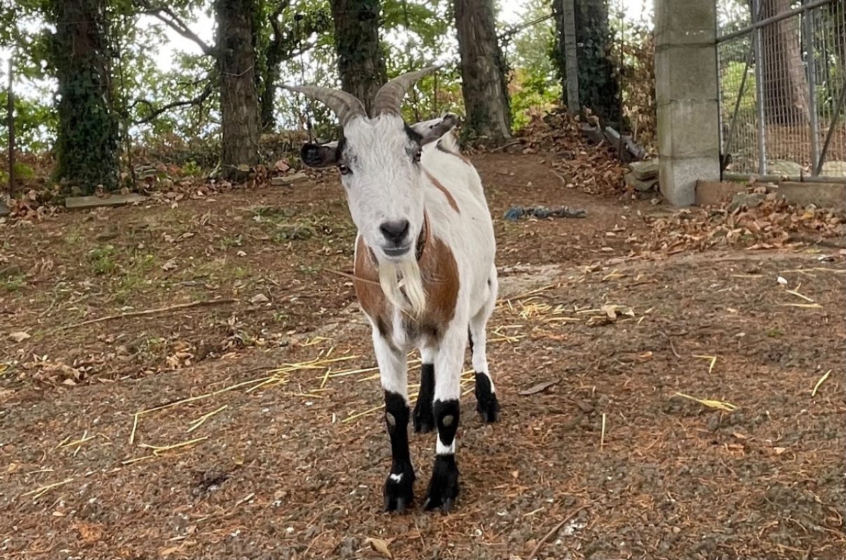 Scoubidou - Animal de ferme à adopter