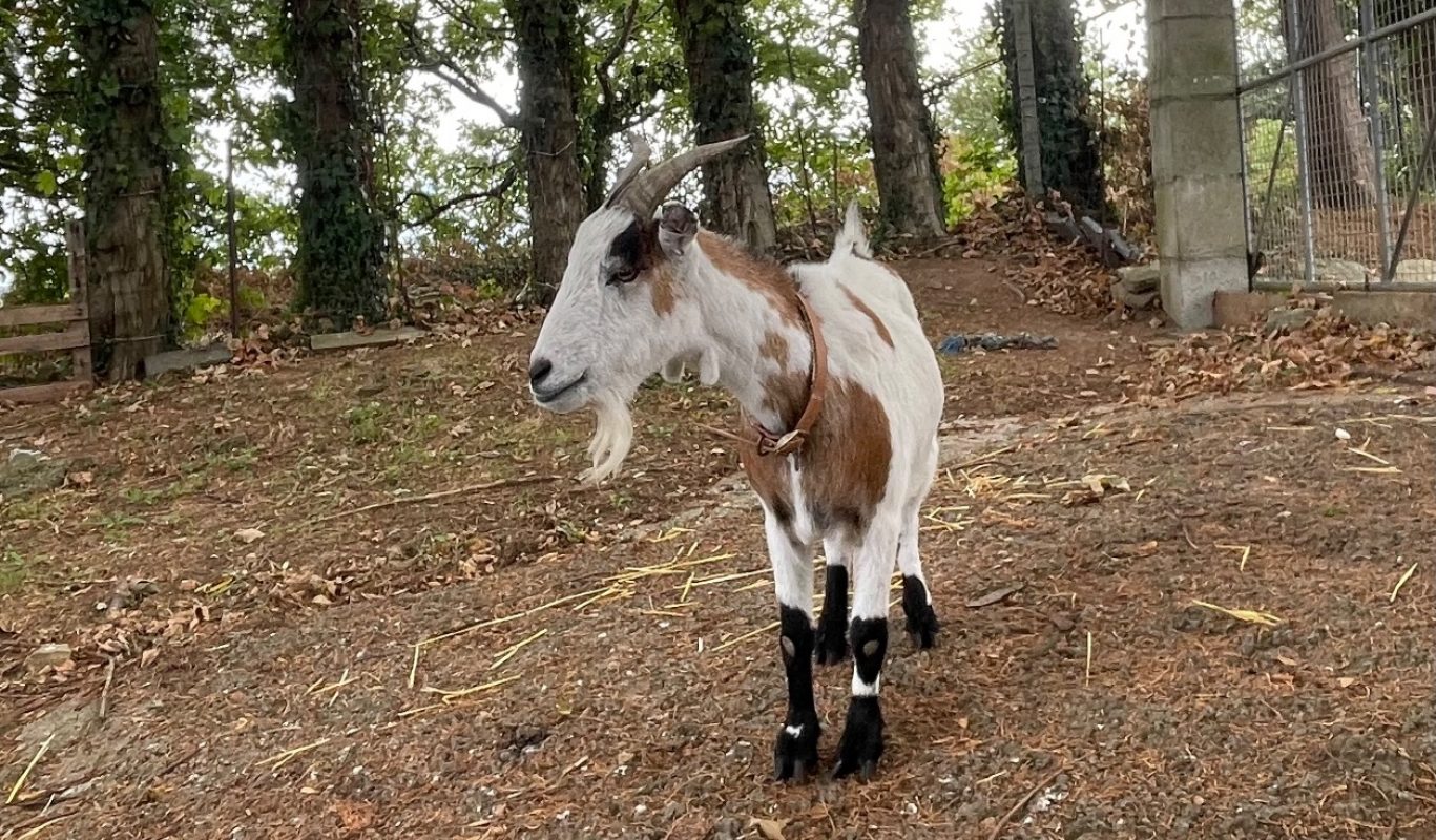 Scoubidou - Animal de ferme à adopter - photo 2