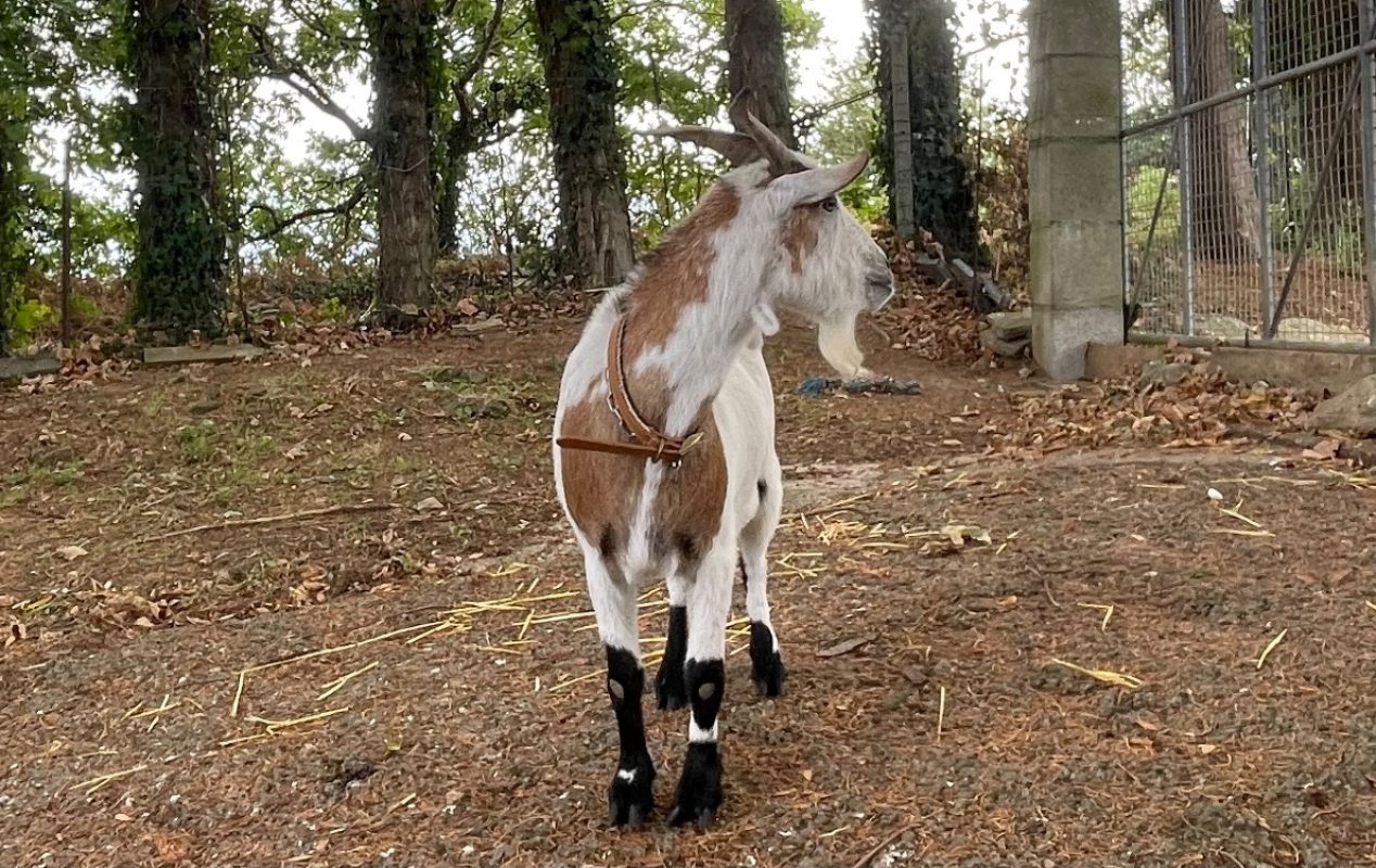 Scoubidou - Animal de ferme à adopter - photo 3