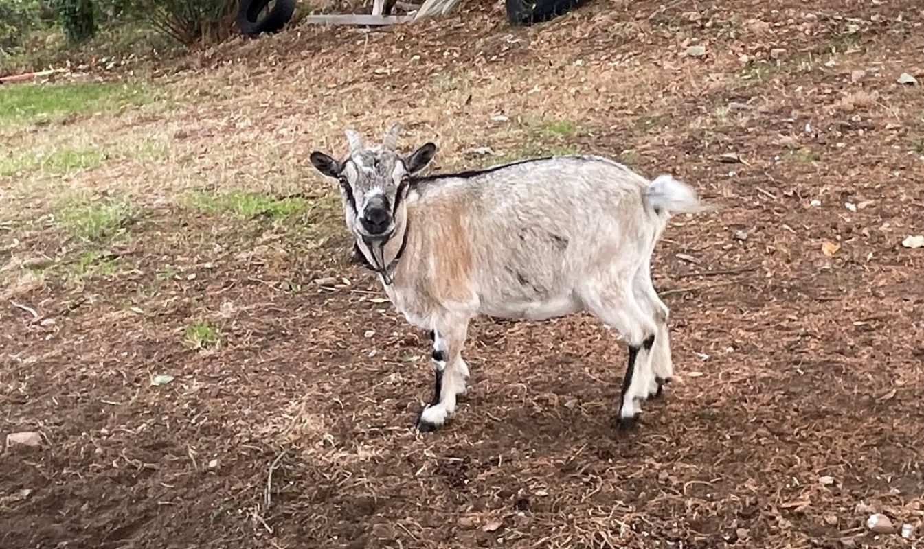 Emma - Animal de ferme à adopter