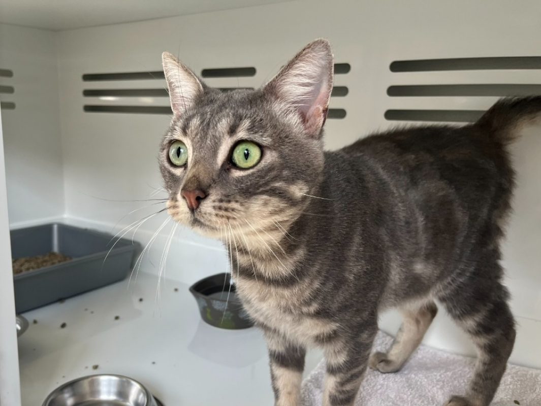 Maestro - Chat Européen à adopter