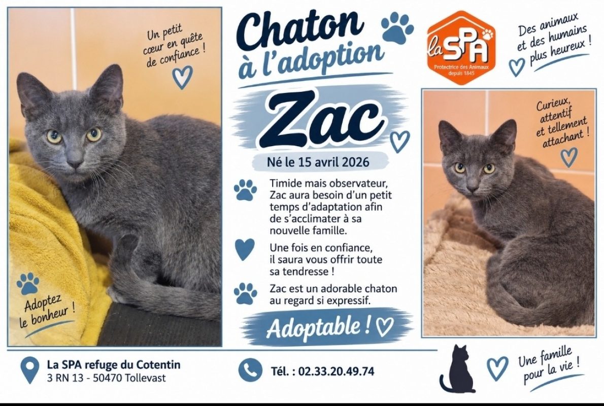 Zac - Chat Européen à adopter