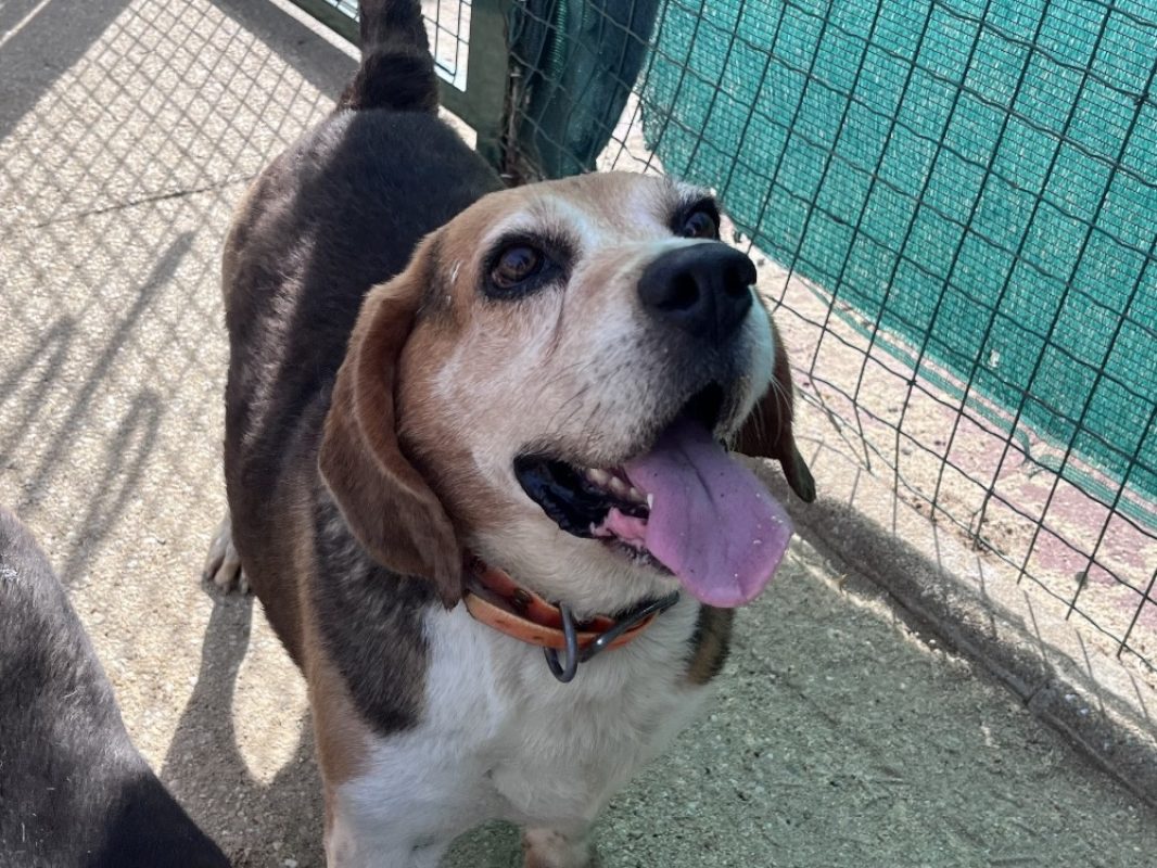 Netto - Chien Beagle à adopter