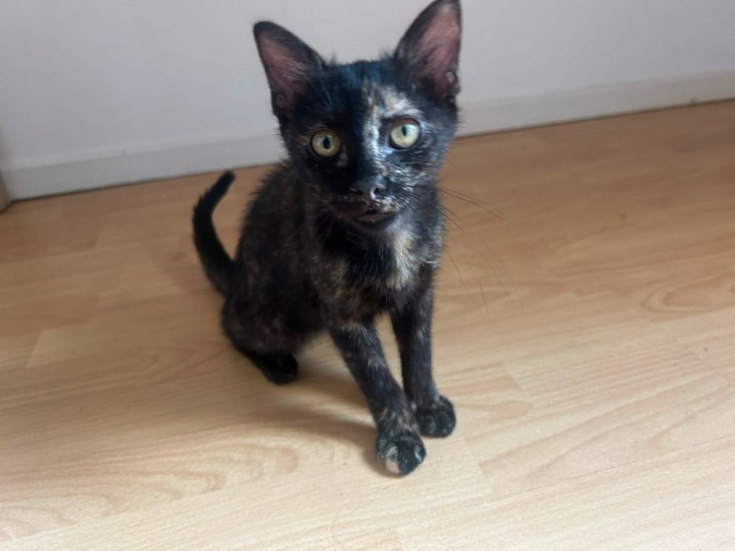 Nexus - Chat Européen à adopter