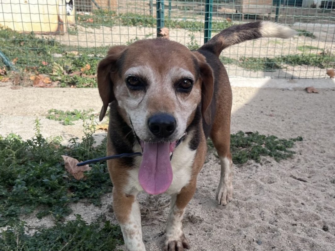 Nageur - Chien Beagle à adopter