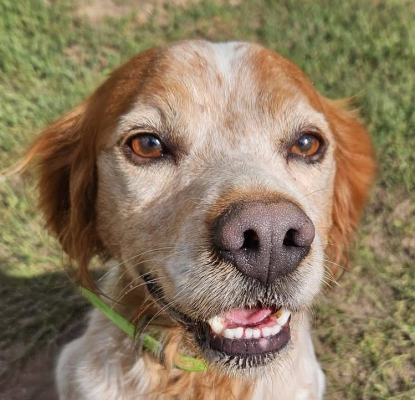 Hopopop - Chien Epagneul Breton à adopter