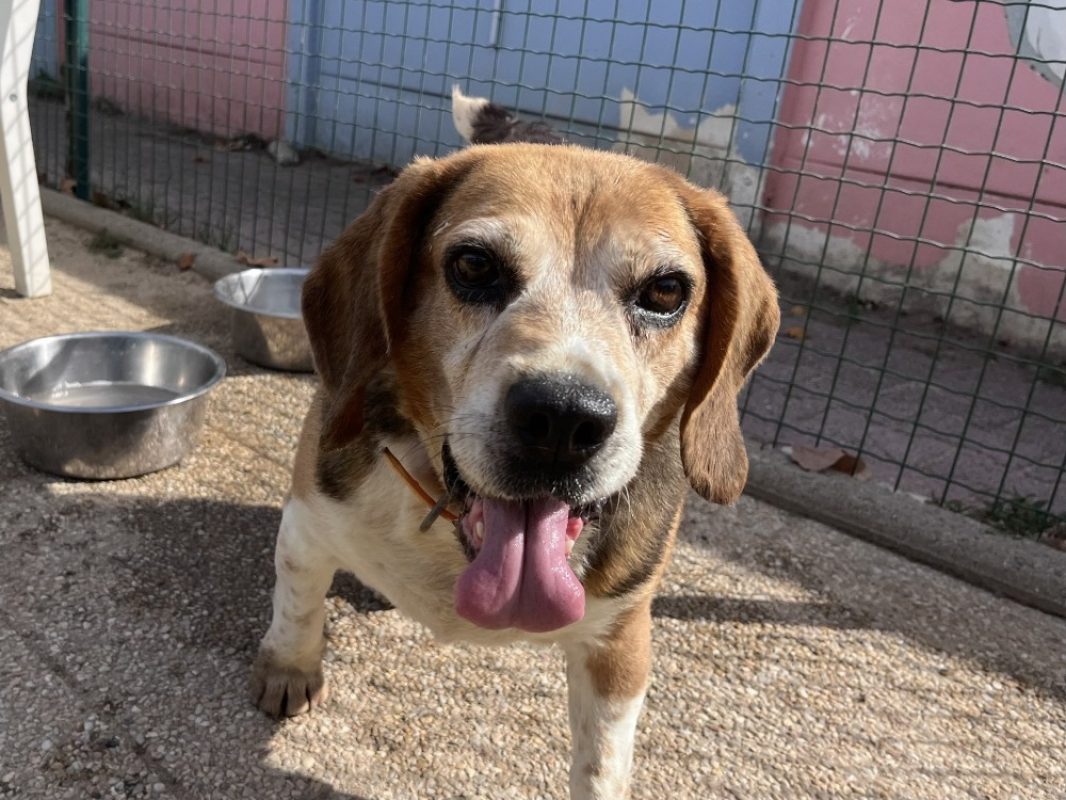 Nature - Chien Beagle à adopter