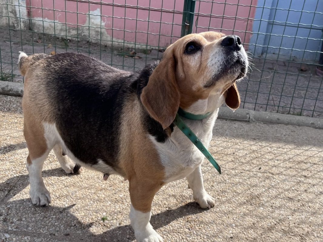 Racine - Chien Beagle à adopter