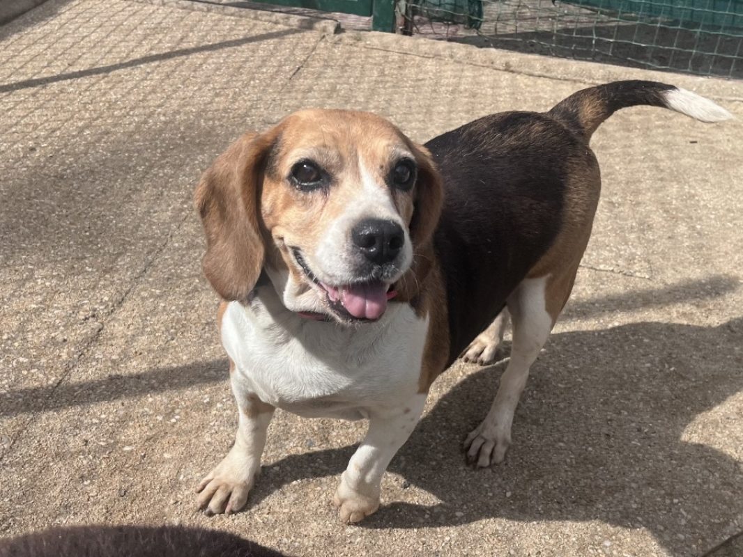 Nouzick - Chien Beagle à adopter
