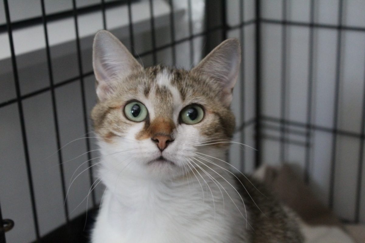 Blablacat - Chat Européen à adopter