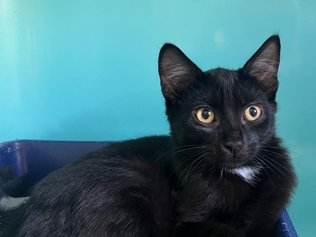 Brookie - Chat Européen à adopter