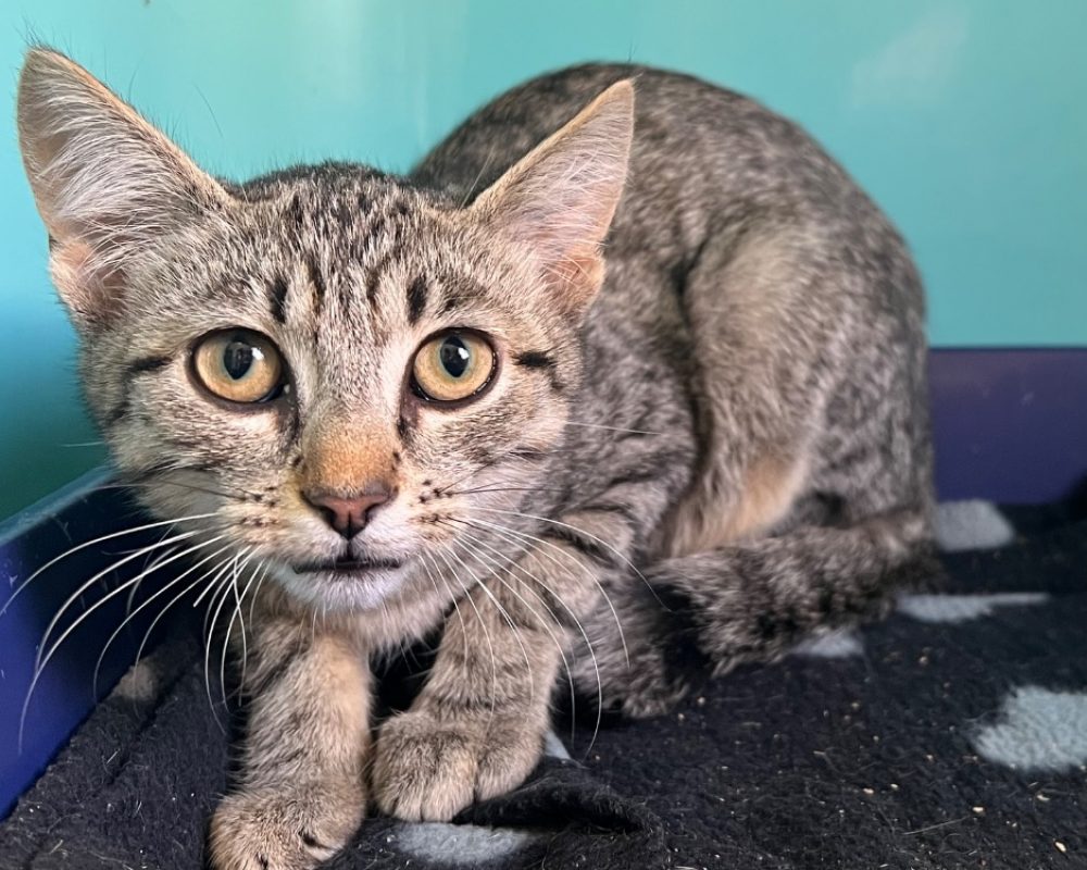 Baboune - Chat Européen à adopter