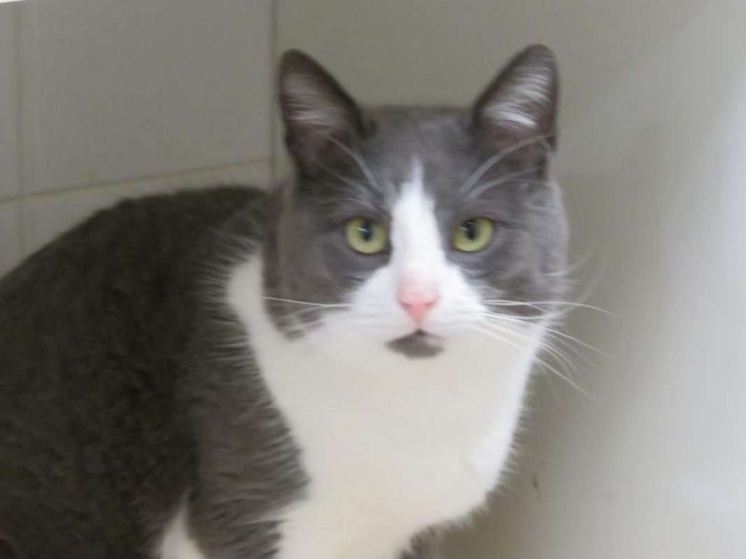 Balou - Chat Européen à adopter