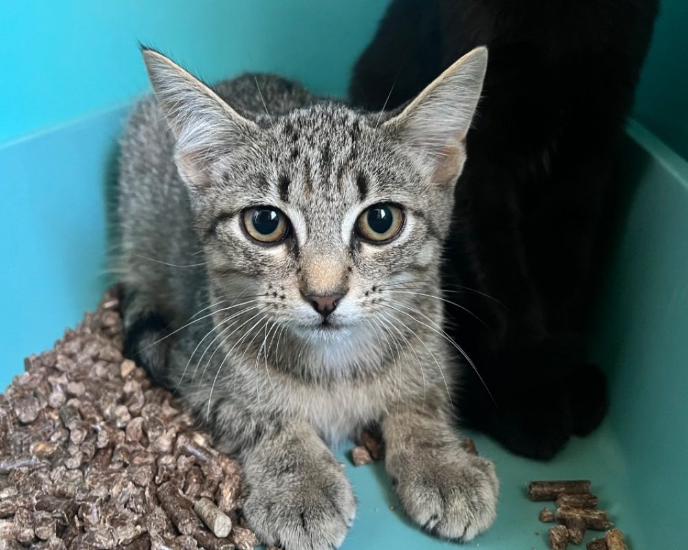 Bandillot - Chat Européen à adopter