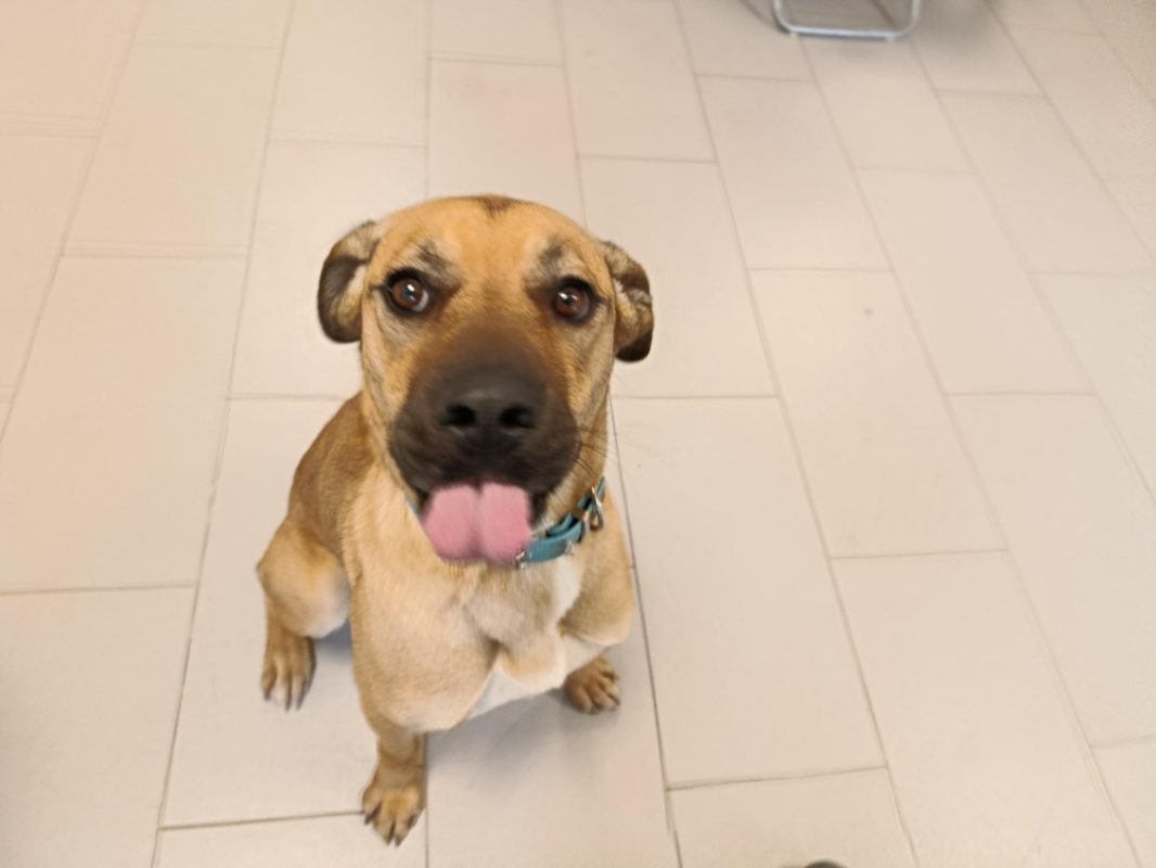 Bodega - Chien Cane Corso à adopter