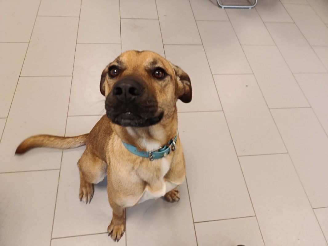 Bodega - Chien Cane Corso à adopter - photo 2