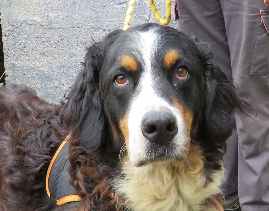 Isma - Chien Bouvier Bernois à adopter